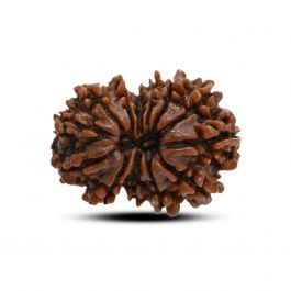 13 Mukhi Rudraksha (Nepal) 27.48 M.M.