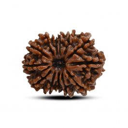 13 Mukhi Rudraksha (Nepal) 24.43 M.M.