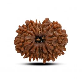 13 Mukhi Rudraksha (Nepal) 24.1 M.M.