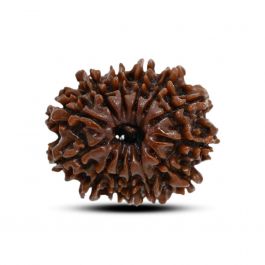 13 Mukhi Rudraksha (Nepal) 23.53 M.M.