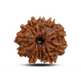 13 Mukhi Rudraksha (Nepal) 22.75 M.M.