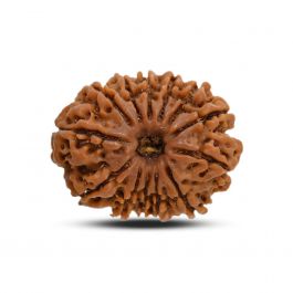 13 Mukhi Rudraksha (Nepal) 24.16 M.M.