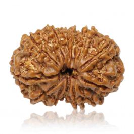 13 Mukhi Rudraksha (Nepal) 27.73 MM