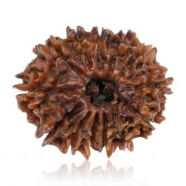 13 Mukhi Rudraksha (Nepal) 24.27 MM