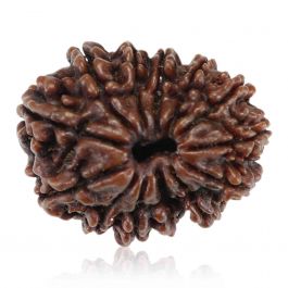 13 Mukhi Rudraksha (Nepal) 25.11 MM