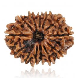 13 Mukhi Rudraksha (Nepal) 24.13 MM