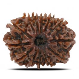 13 Mukhi Rudraksha (Nepal) 25.16 MM