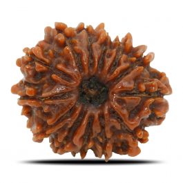 13 Mukhi Rudraksha (Nepal) 23.69 MM
