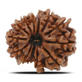 13 Mukhi Rudraksha (Nepal) 24.29 MM