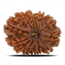 13 Mukhi Rudraksha (Nepal) 24.53 MM