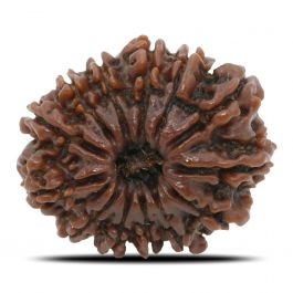 13 Mukhi Rudraksha (Nepal) 26.7 MM