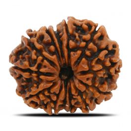13 Mukhi Rudraksha (Nepal) 24.44 MM