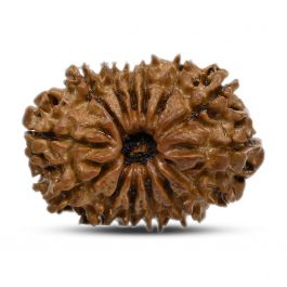14 Mukhi Rudraksha 26.01 M.M.
