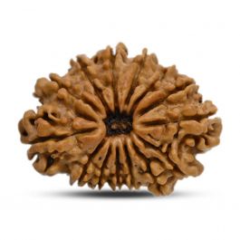 14 Mukhi Rudraksha 27.01 M.M.