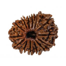 14 Mukhi Rudraksha (Nepal) 23.26 MM