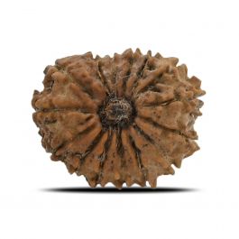 15 Mukhi Rudraksha (Nepal) 21.44 MM