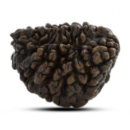 1 mukhi kaju shape Indian Rudraksha 27.62 M.M.