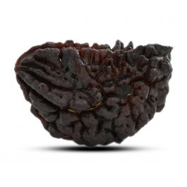 1 mukhi kaju shape Indian Rudraksha 32.58 M.M.