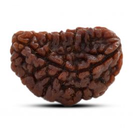 1 mukhi kaju shape Indian Rudraksha 30.14 M.M.