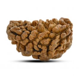 1 mukhi kaju shape Indian Rudraksha 28.61 M.M.