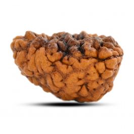 1 mukhi kaju shape Indian Rudraksha 27.46 M.M.
