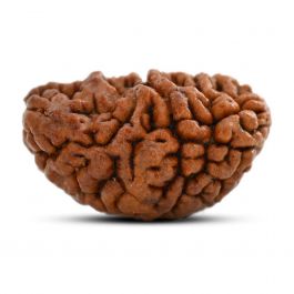 1 mukhi kaju shape Indian Rudraksha 30.86 M.M.