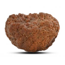 1 mukhi kaju shape Indian Rudraksha 30.52 M.M.