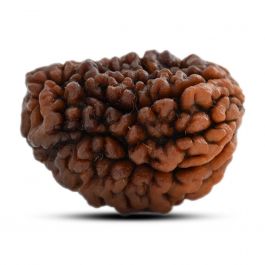 1 mukhi kaju shape Indian Rudraksha 30.1 M.M.