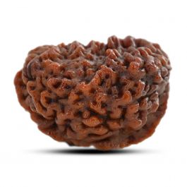 1 mukhi kaju shape Indian Rudraksha 30.91 M.M.