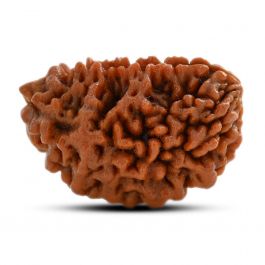 1 mukhi kaju shape Indian Rudraksha 29.44 M.M.