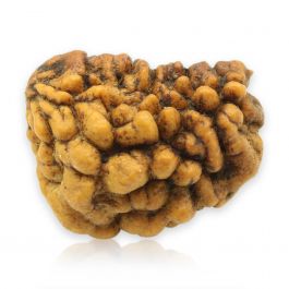1 Mukhi Rudraksha 25.61 MM