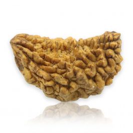1 Mukhi Rudraksha 29.06 MM