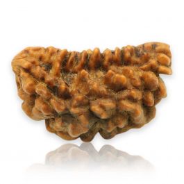 1 Mukhi Rudraksha 30.43 MM
