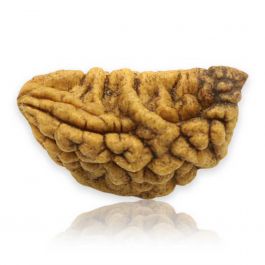1 Mukhi Rudraksha 30.4 MM