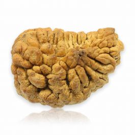 1 Mukhi Rudraksha 31.37 MM