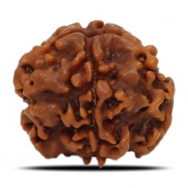 1 Mukhi Rudraksha (Nepal) 18.32 MM