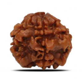 1 Mukhi Rudraksha (Nepal) 17.86 MM