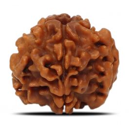 1 Mukhi Rudraksha (Nepal) 18.31 MM