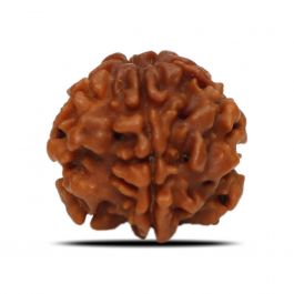 1 Mukhi Rudraksha (Nepal) 19.42 MM