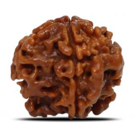 1 Mukhi Rudraksha (Nepal) 19.71 MM