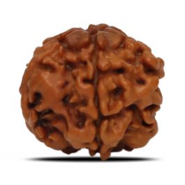 1 Mukhi Rudraksha (Nepal) 17.83 MM