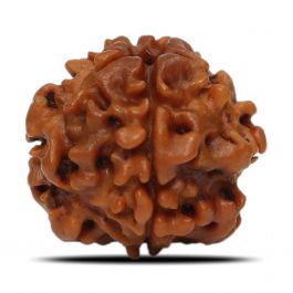 1 Mukhi Rudraksha (Nepal) 18.6 MM