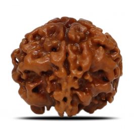 1 Mukhi Rudraksha (Nepal) 18.74 MM