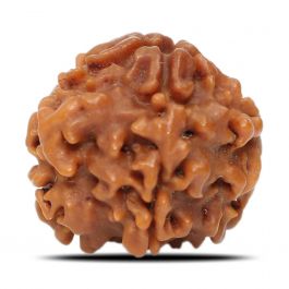 1 Mukhi Rudraksha (Nepal) 18.8 MM