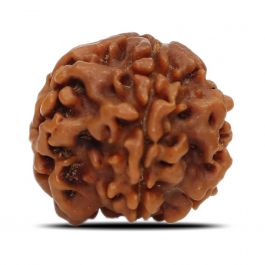 1 Mukhi Rudraksha (Nepal) 20.11 MM