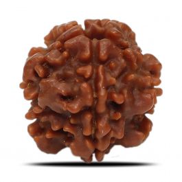1 Mukhi Rudraksha (Nepal) 17.58 MM
