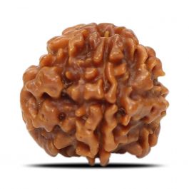1 Mukhi Rudraksha (Nepal) 17.84 MM