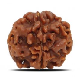 1 Mukhi Rudraksha (Nepal) 18.71 MM