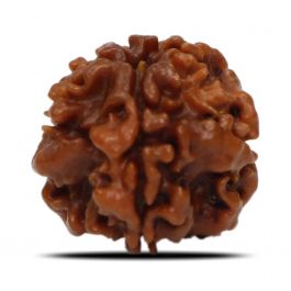 1 Mukhi Rudraksha (Nepal) 20.03 MM