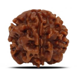 1 Mukhi Rudraksha (Nepal) 18.82 MM